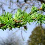 Attēlu rezultāti vaicājumam “Larix kaempferi fruit”