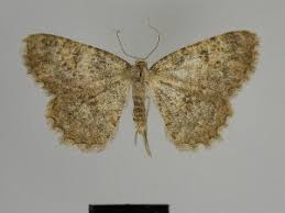 Attēlu rezultāti vaicājumam “Charissa ambiguata”