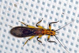 Attēlu rezultāti vaicājumam “Plecoptera”