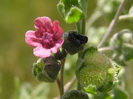 Attēlu rezultāti vaicājumam “Cynoglossum officinale fruit”