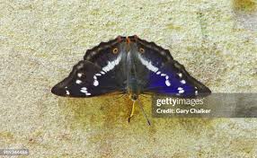 Attēlu rezultāti vaicājumam “Apatura iris”