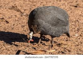 Attēlu rezultāti vaicājumam “Numida meleagris”