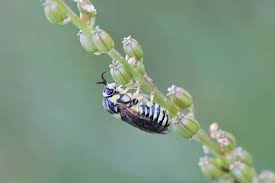 Attēlu rezultāti vaicājumam “Diprion pini”