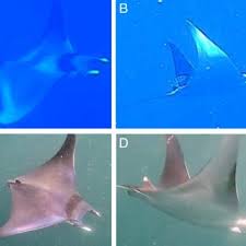 Image result for Mobula thurstoni