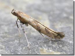 Attēlu rezultāti vaicājumam “Gracillariidae”