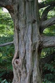 Attēlu rezultāti vaicājumam “Carpinus caroliniana”