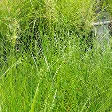 Attēlu rezultāti vaicājumam “Pleuridium subulatum sporophyte”