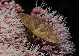 Attēlu rezultāti vaicājumam “Anania lancealis”