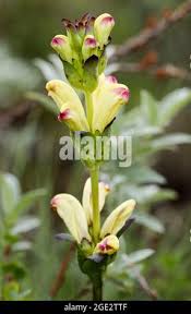 Attēlu rezultāti vaicājumam “Pedicularis sceptrum-carolinum flower”
