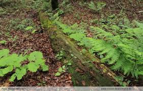 Attēlu rezultāti vaicājumam “Harpanthus scutatus”