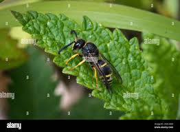 Attēlu rezultāti vaicājumam “Ancistrocerus sp. male”