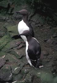 Image result for Uria aalge