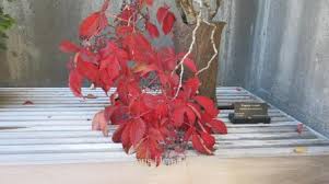 Image result for parthenocissus bonsai