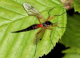 Attēlu rezultāti vaicājumam “Ancylis apicella”