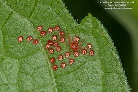 Attēlu rezultāti vaicājumam “Trombidiidae”