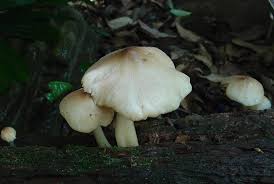 Attēlu rezultāti vaicājumam “Collybia sp.”