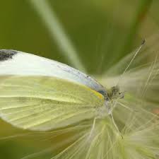 Attēlu rezultāti vaicājumam “Pieris rapae underside”