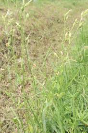 Attēlu rezultāti vaicājumam “Hieracium laevigatum”