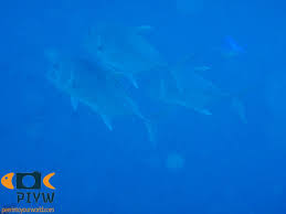 Image result for Caranx ignobilis