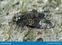 Attēlu rezultāti vaicājumam “Craniophora ligustri”