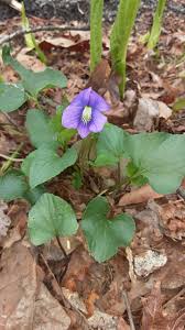 Attēlu rezultāti vaicājumam “Viola odorata bud”