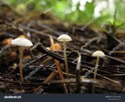 Attēlu rezultāti vaicājumam “Marasmius sp.”