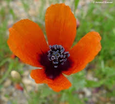Attēlu rezultāti vaicājumam “Papaver argemone flower”