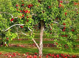 Attēlu rezultāti vaicājumam “Malus domestica”