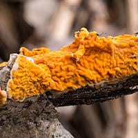 Attēlu rezultāti vaicājumam “Peniophora laurentii”