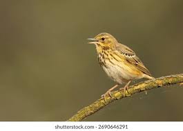 Attēlu rezultāti vaicājumam “Anthus trivialis adult”