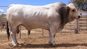 Image result for ganado bovino