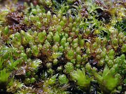 Attēlu rezultāti vaicājumam “Grimmia muehlenbeckii sporophyte”