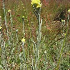 Attēlu rezultāti vaicājumam “Helichrysum arenarium bud”
