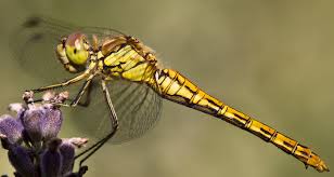 Attēlu rezultāti vaicājumam “Sympetrum vulgatum”