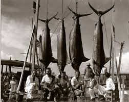 Image result for Kajikia albida