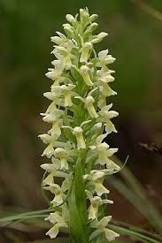 Attēlu rezultāti vaicājumam “Dactylorhiza ochroleuca bud”