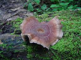 Attēlu rezultāti vaicājumam “Polyporus badius”