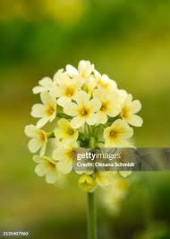 Image result for Primula veris