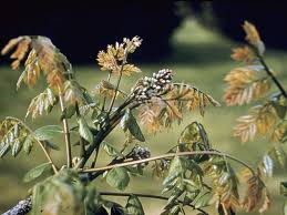 Attēlu rezultāti vaicājumam “Gymnocladus dioicus flower”