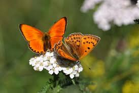 Attēlu rezultāti vaicājumam “Lycaena virgaureae”