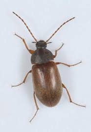 Attēlu rezultāti vaicājumam “Isomira murina”