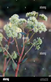 Attēlu rezultāti vaicājumam “Hylotelephium maximum flower”