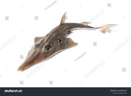 Image result for Rhynchobatus djiddensis