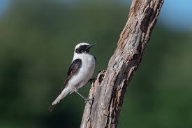 Image result for Oenanthe hispanica