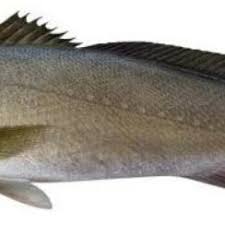 Image result for Argyrosomus japonicus