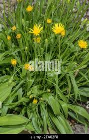 Attēlu rezultāti vaicājumam “Scorzonera humilis bud”