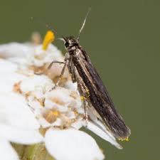 Attēlu rezultāti vaicājumam “Scythrididae”