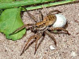 Attēlu rezultāti vaicājumam “Lycosidae”