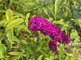 Image result for Buddleja davidii