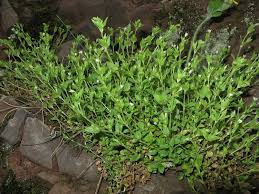 Attēlu rezultāti vaicājumam “Moehringia trinervia”